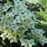 el cornejo japonés, la elegancia encarnada