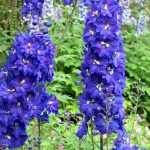 Cómo arruinar tus Delphiniums en 4 lecciones