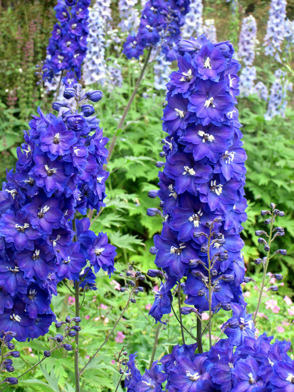 Cómo arruinar tus Delphiniums en 4 lecciones