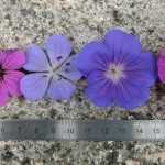 y el más bello de los geranios viváceos es...