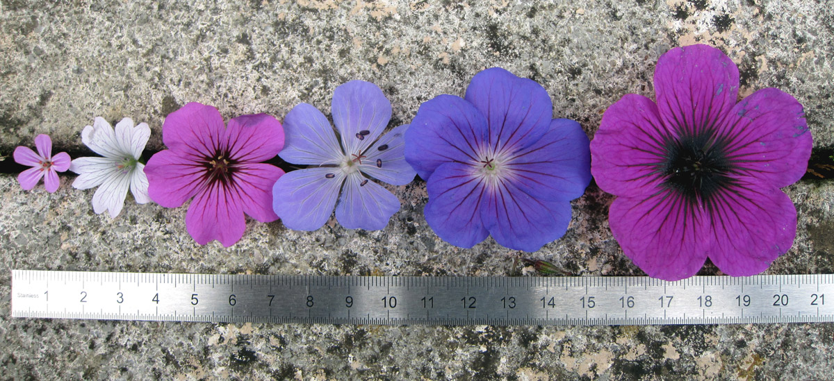 y el más bello de los geranios viváceos es...