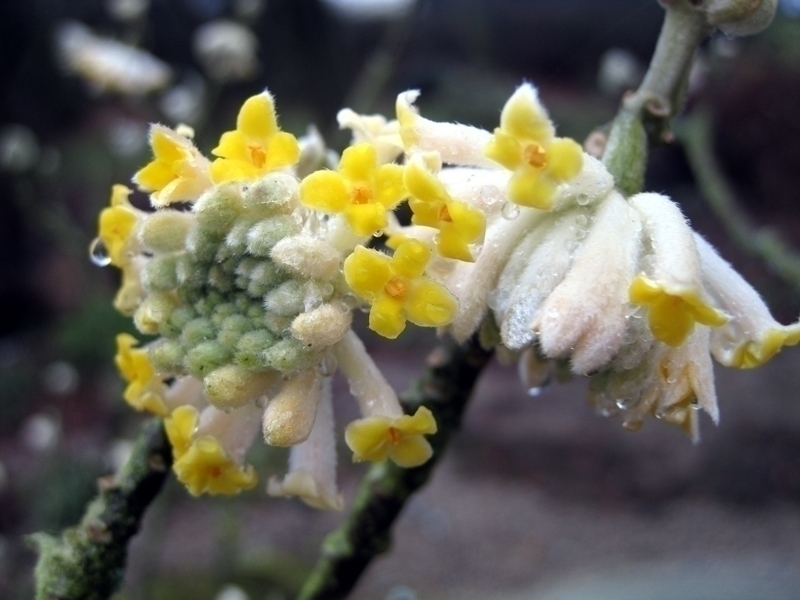 Una floración magnífica, un perfume embriagador, descubre el *Edgeworthia chrysantha*