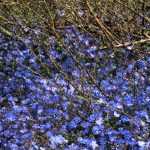 ¿Conoces la *Veronica umbrosa* Georgia Blue?