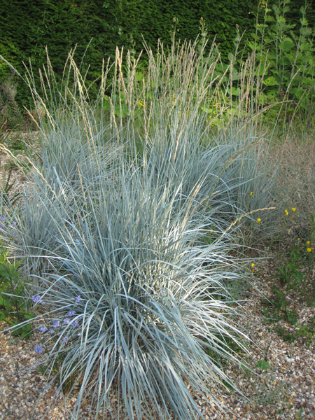 _Elymus magellanicus_, ¡una gramínea azul muy bonita!