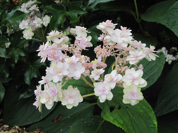 Hydrangea involucrata Yoraku Tama, un hortensia japonés por descubrir.
