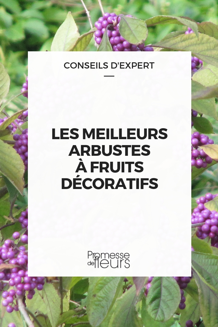 los mejores arbustos con frutos decorativos