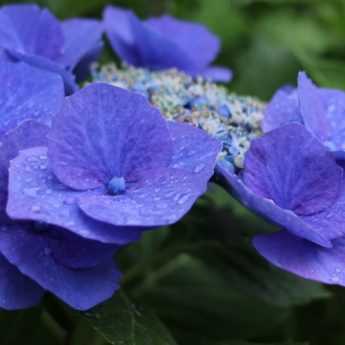 Plantar las Hortensias