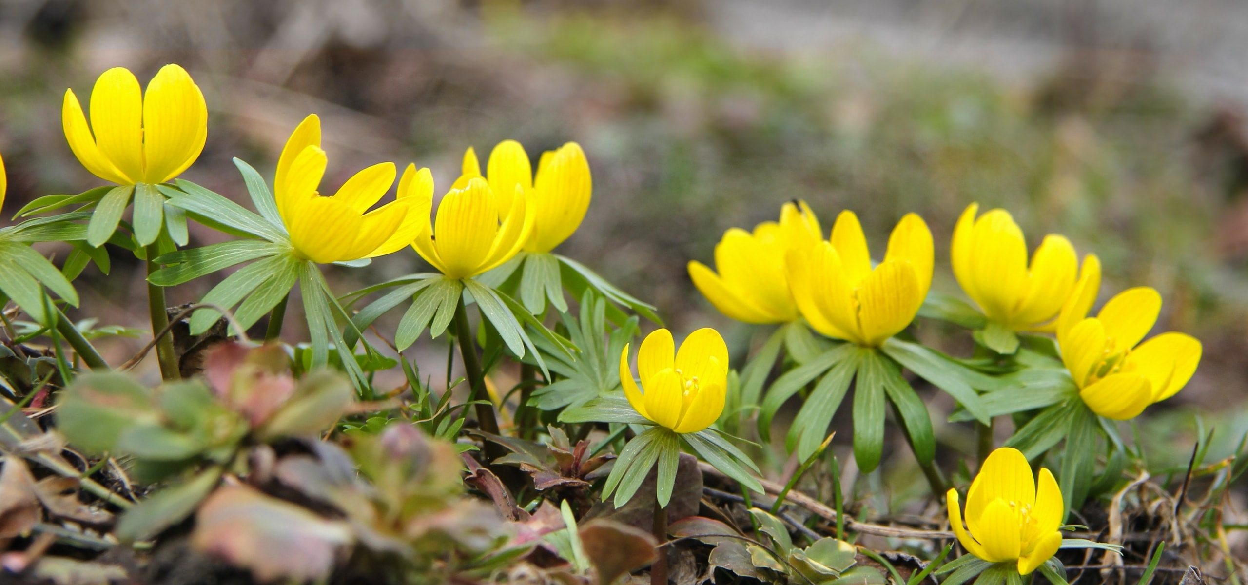 ¿Cómo plantar bulbos de primavera?