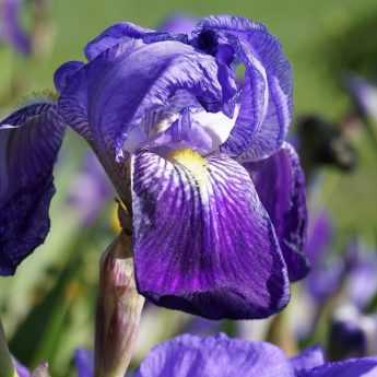 Iris germanica: ¿cómo plantarlos?