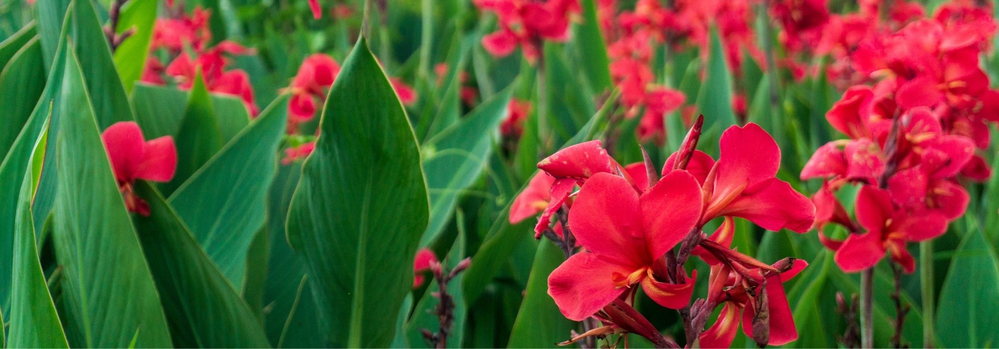 Plantar bulbos de floración de verano