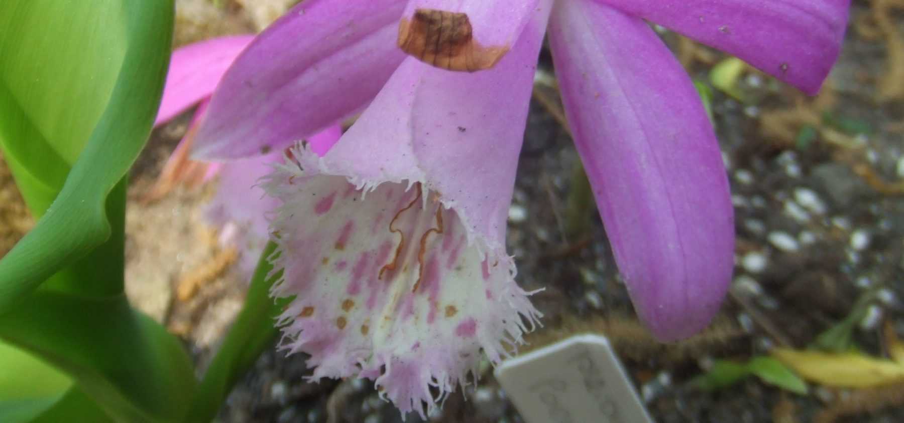 Plantar bulbos de Pleiones