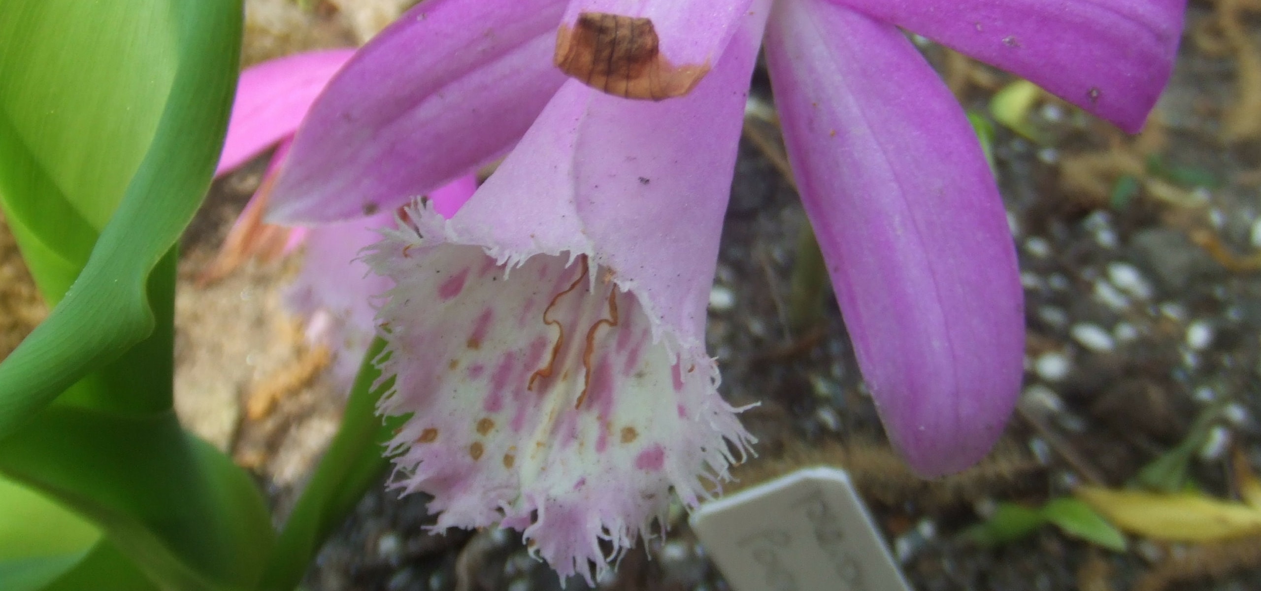 Plantar bulbos de Pleione