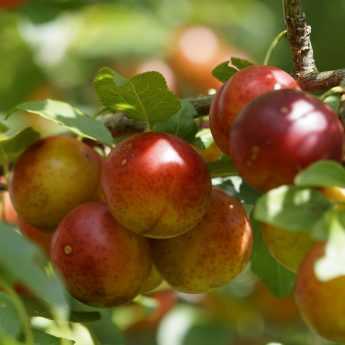 Cómo plantar un árbol frutal ?