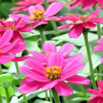 Plantas Anuales: cómo plantarlas y cuidarlas