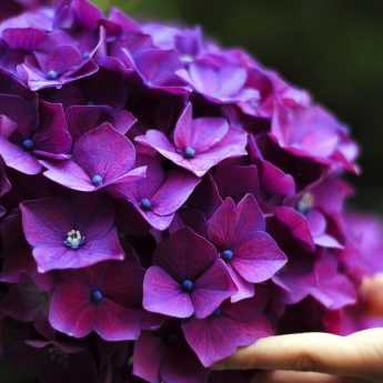 ¿Cómo lograr que tus Hortensias o Hydrangeas prosperen?