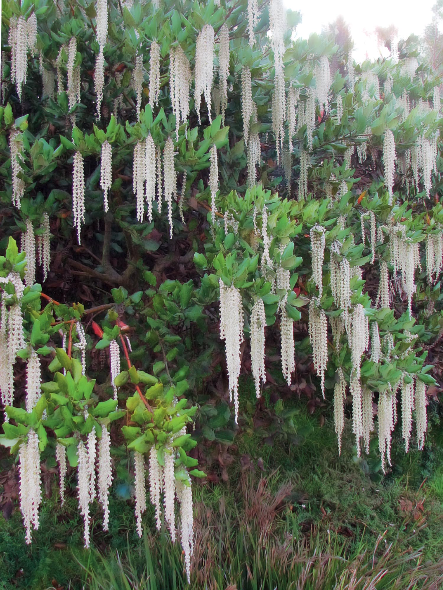 _Garrya elliptica_, un arbusto en flor en invierno