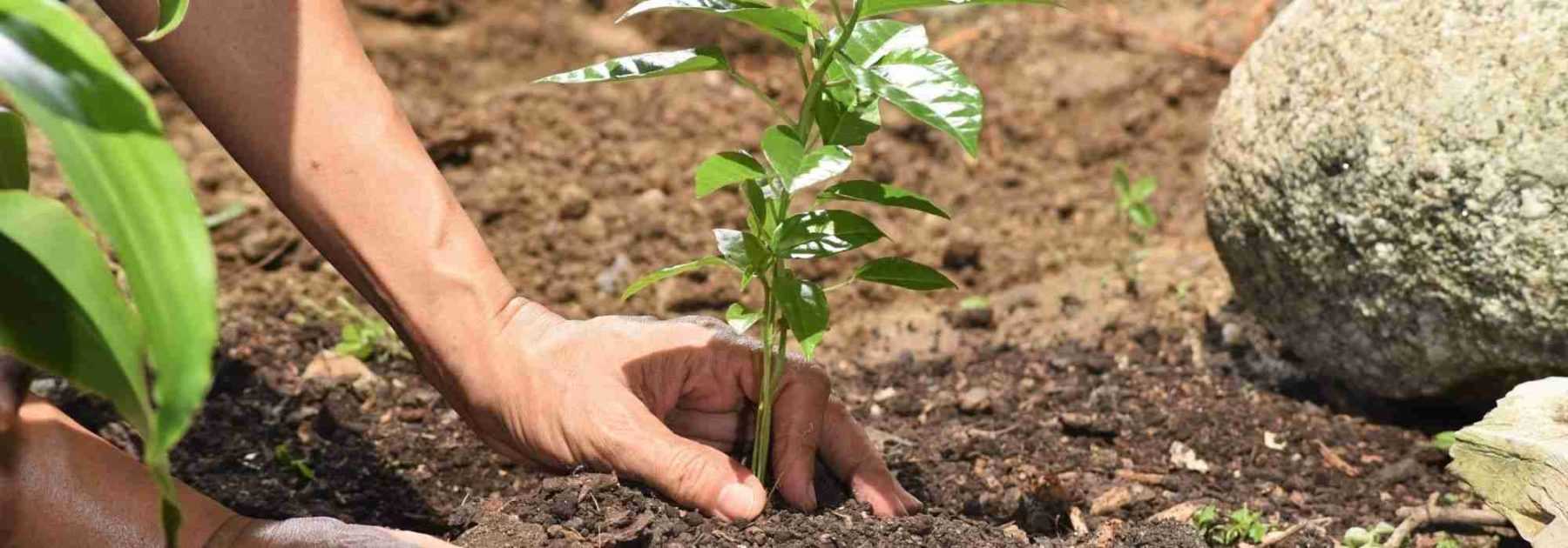 ¿Cómo plantar en verano?