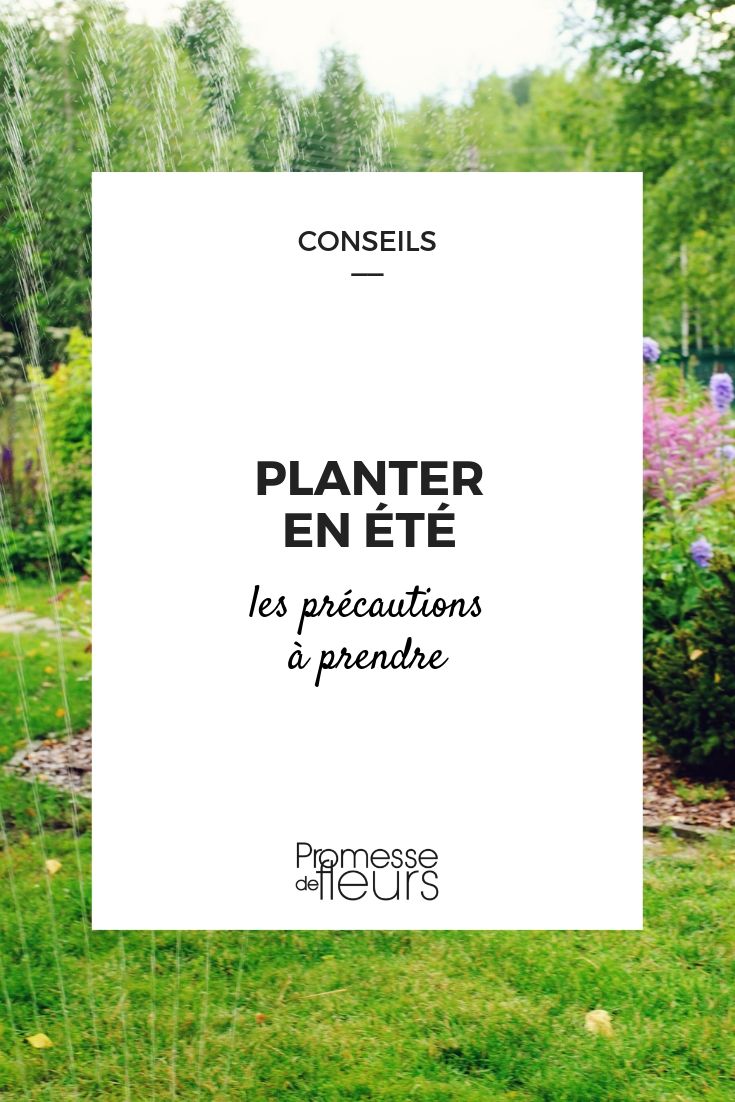 plantar en verano plantación de verano: consejos para lograrlas con éxito