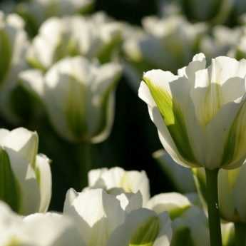 Hacer que mis tulipanes vuelvan a florecer