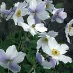 Anémona Wild Swan, una maravilla de Japón