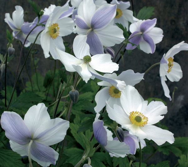 Anémona Wild Swan, una maravilla de Japón
