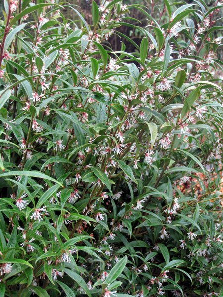 el <i>Sarcococca hookeriana</i>, un arbusto bien discreto