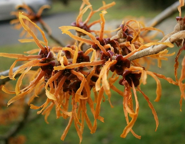 Las flores más bellas del invierno