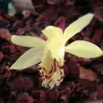 ¡planta bulbos raros!