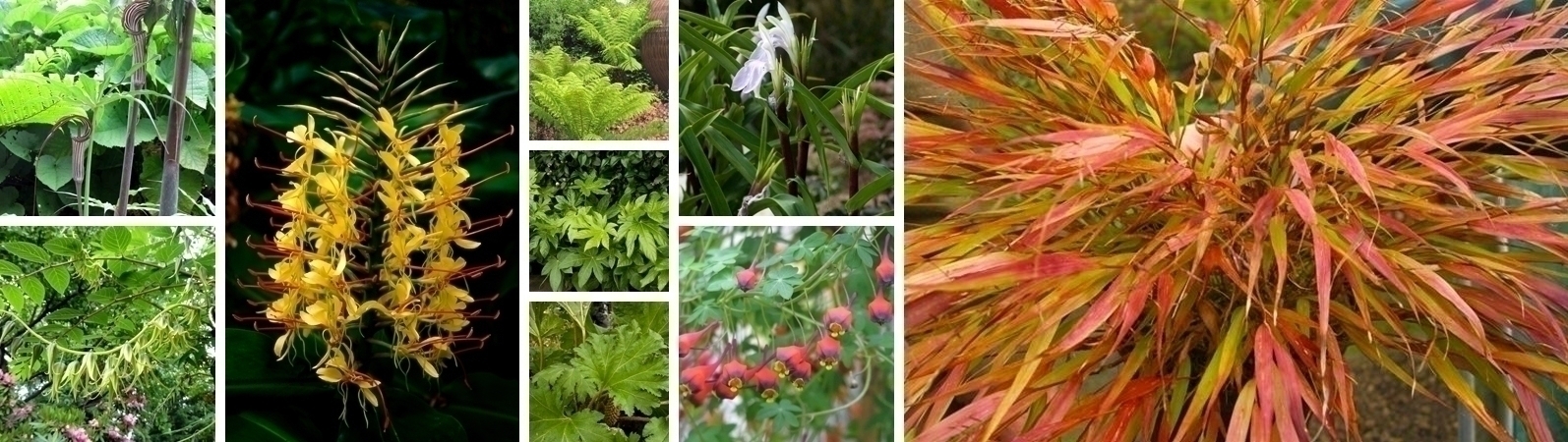 ¡Añade exotismo a tus macizos de flores!