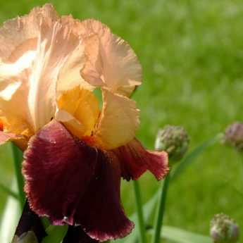 Iris germanica: ¿cómo multiplicarlos?