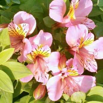 Plantar Alstroemerias