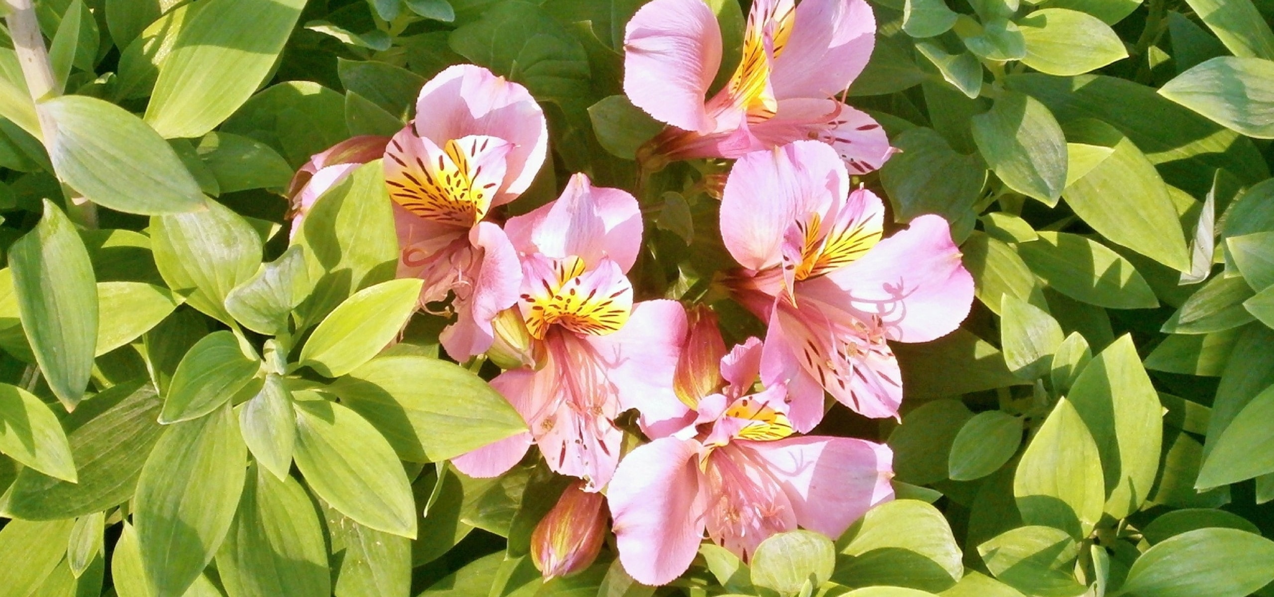 Plantar Alstroemerias