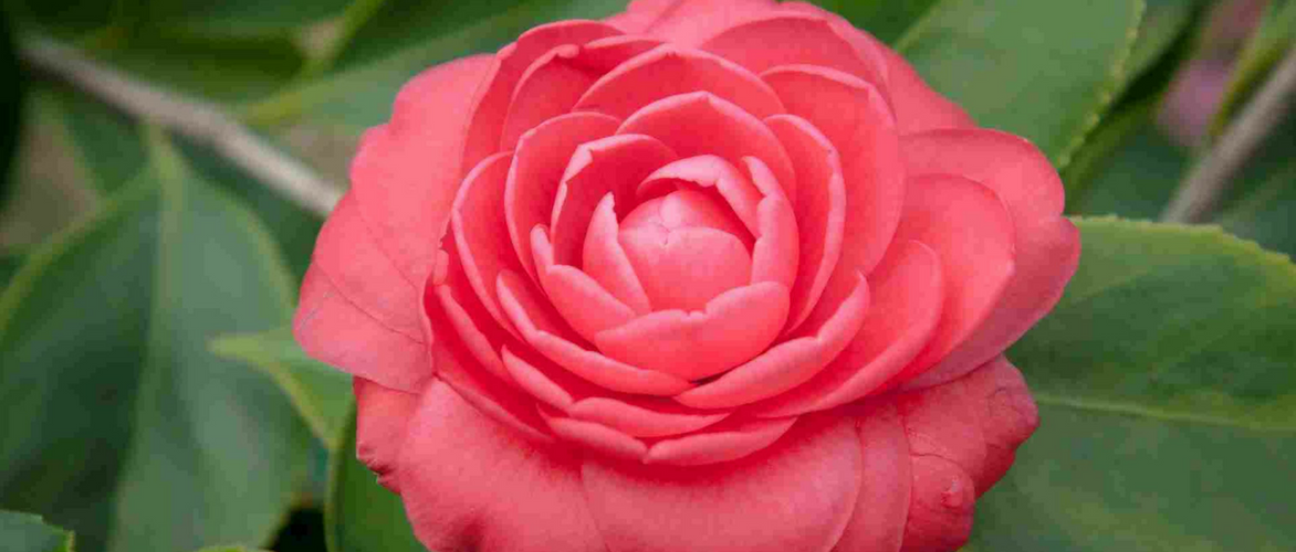 Las camelias: estas plantas que florecen en invierno