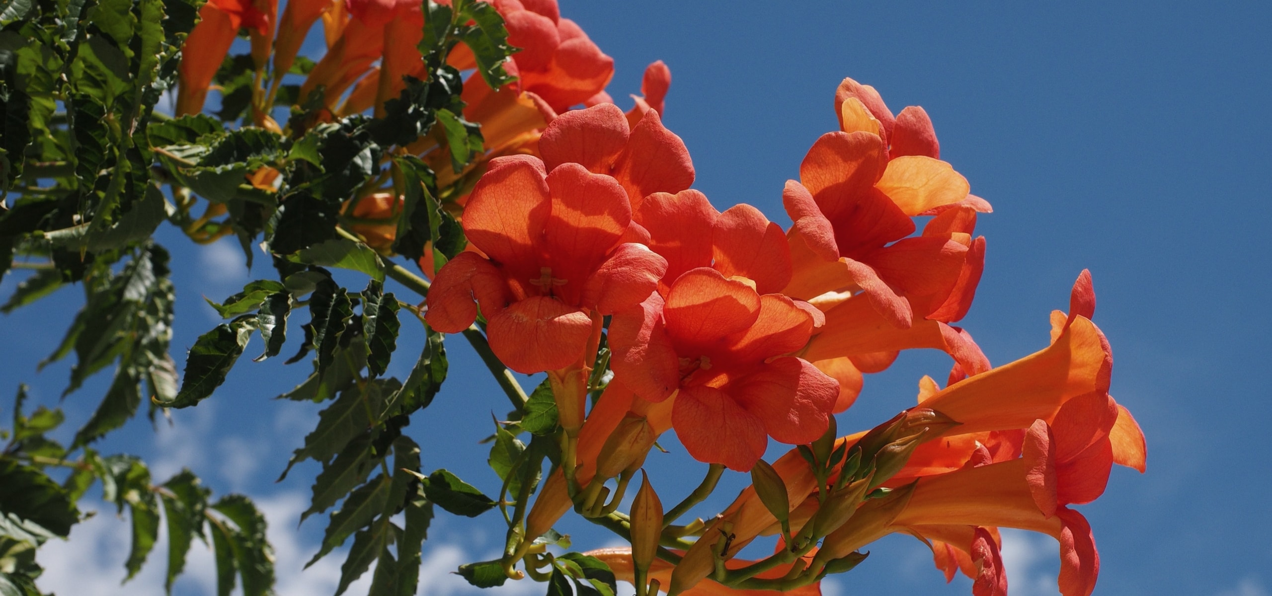 Podar las trompetas trepadoras