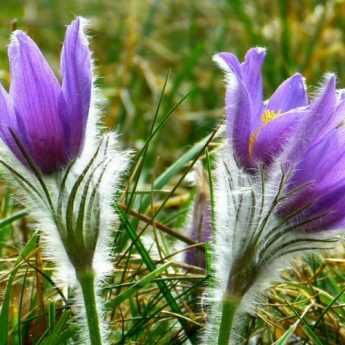 10 plantas perennes con floración de principios de primavera