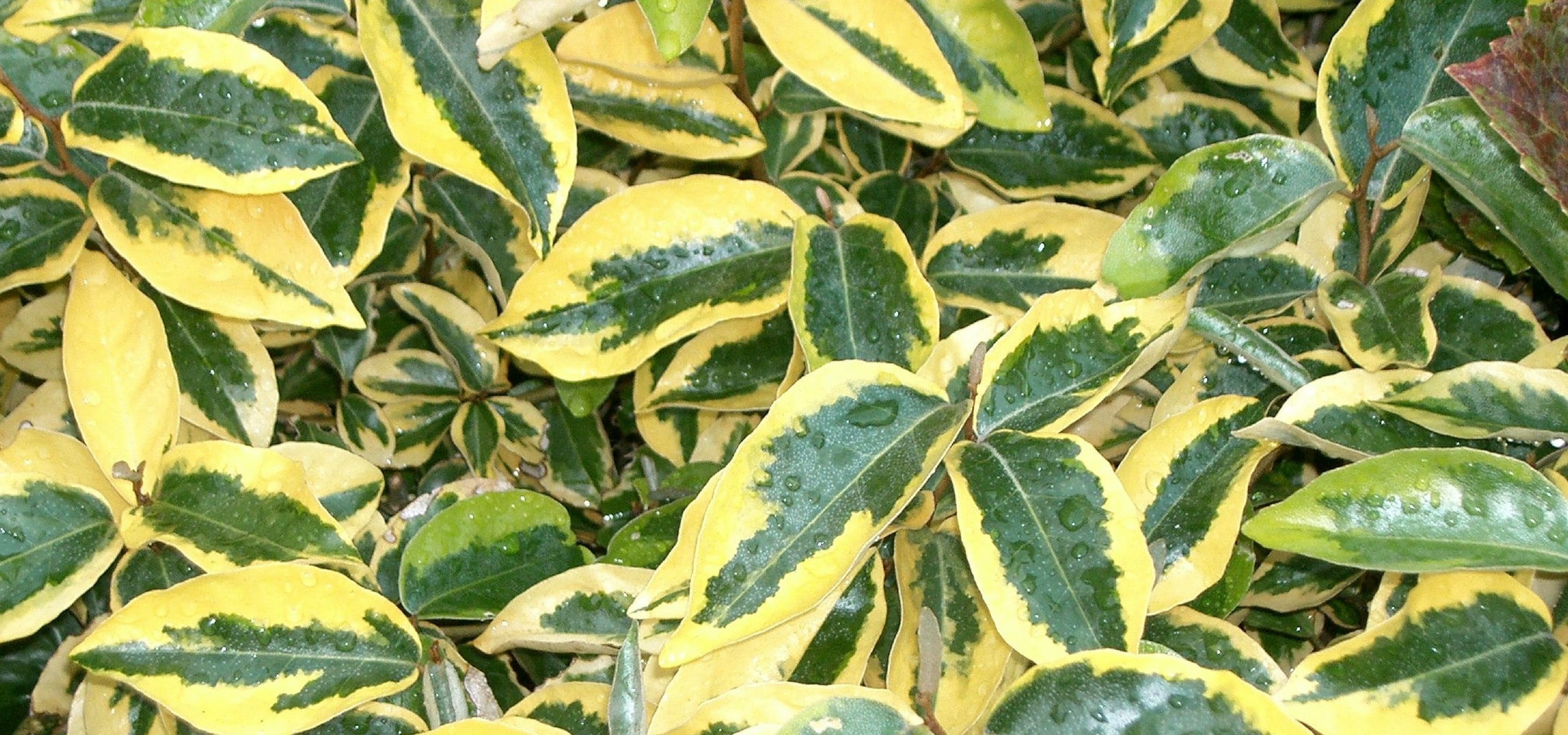 Eleagnus (Eleagno) pierde las hojas.