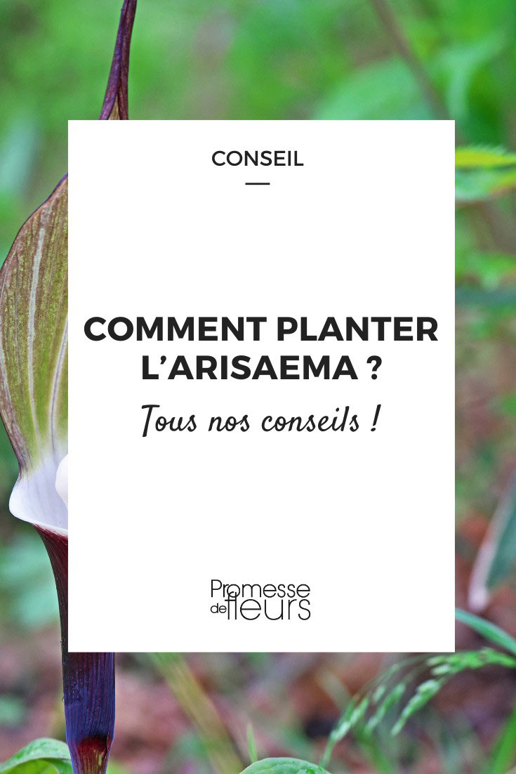 Plantación de Arisaema - Pinterest