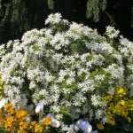 El Choisya 'White Dazzler', ¡lo tiene todo para gustar!