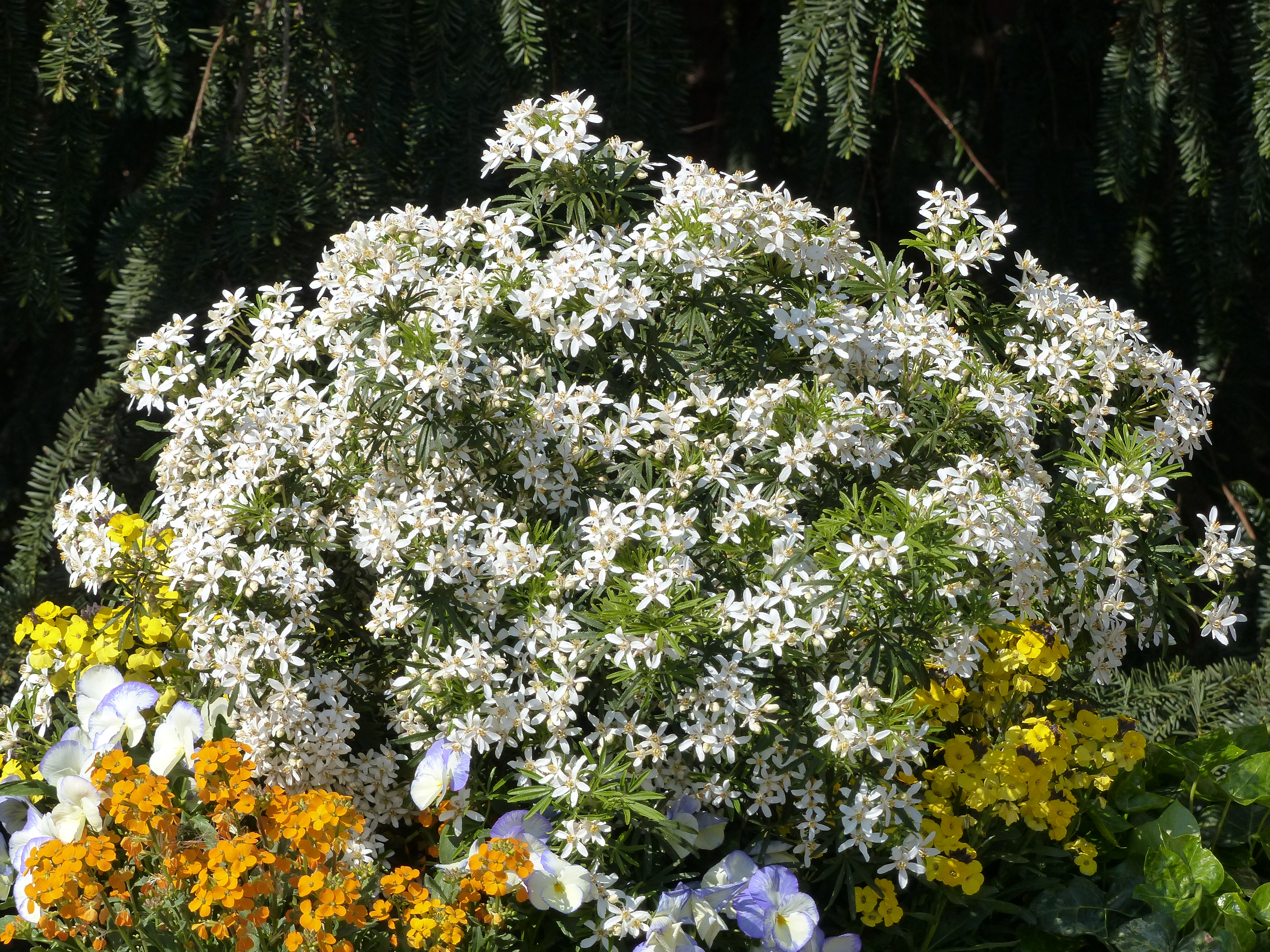El Choisya 'White Dazzler', ¡lo tiene todo para gustar!