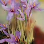 Cultivo del azafrán: ¡hablemos de precio y rendimiento!