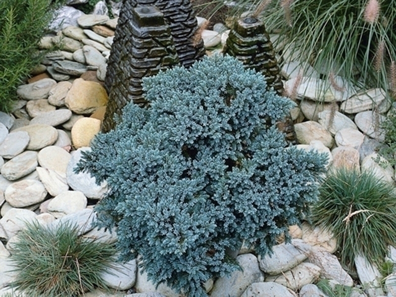 el conífero, ¿un arbusto kitsch?