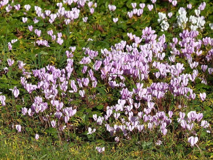 Ciclamen, tapices de flores en otoño