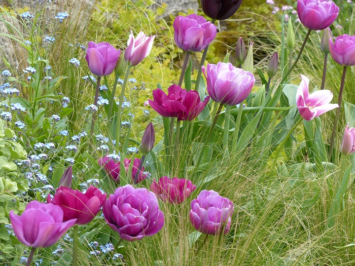 Top 15 de los tulipanes de mi jardín