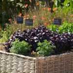 Huerto: 5 buenas razones para empezar este año