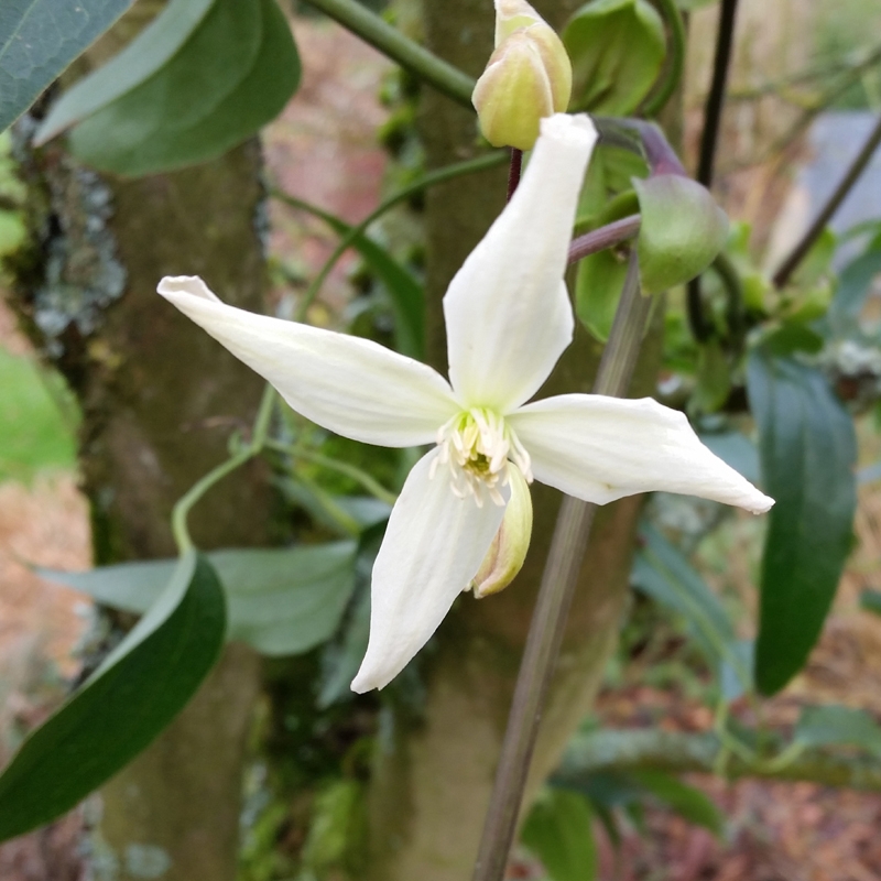 Llega el frío, aún es tiempo de proteger las plantas.