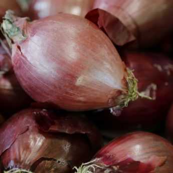 Plantar ajo, cebolla chalota y cebolla
