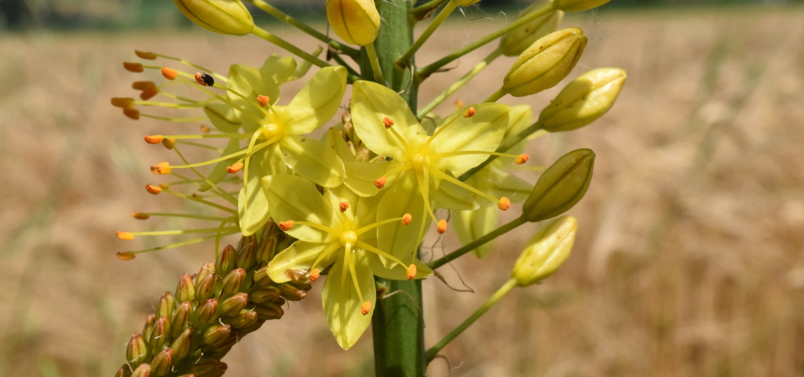 Eremurus: plantación y cuidados