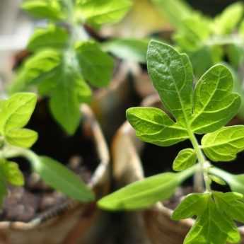 La siembra de tomates y su trasplante