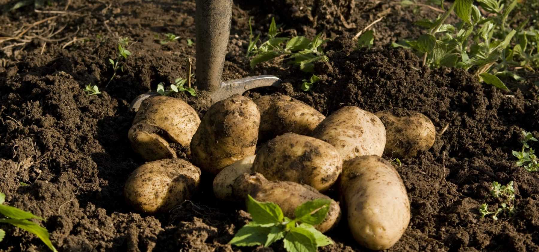 Cultivo, cosecha y conservación de las patatas