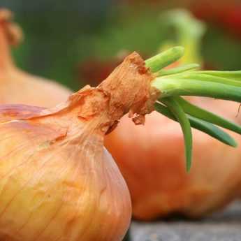 Cosechar y conservar ajo, cebolla y cebolla chalota